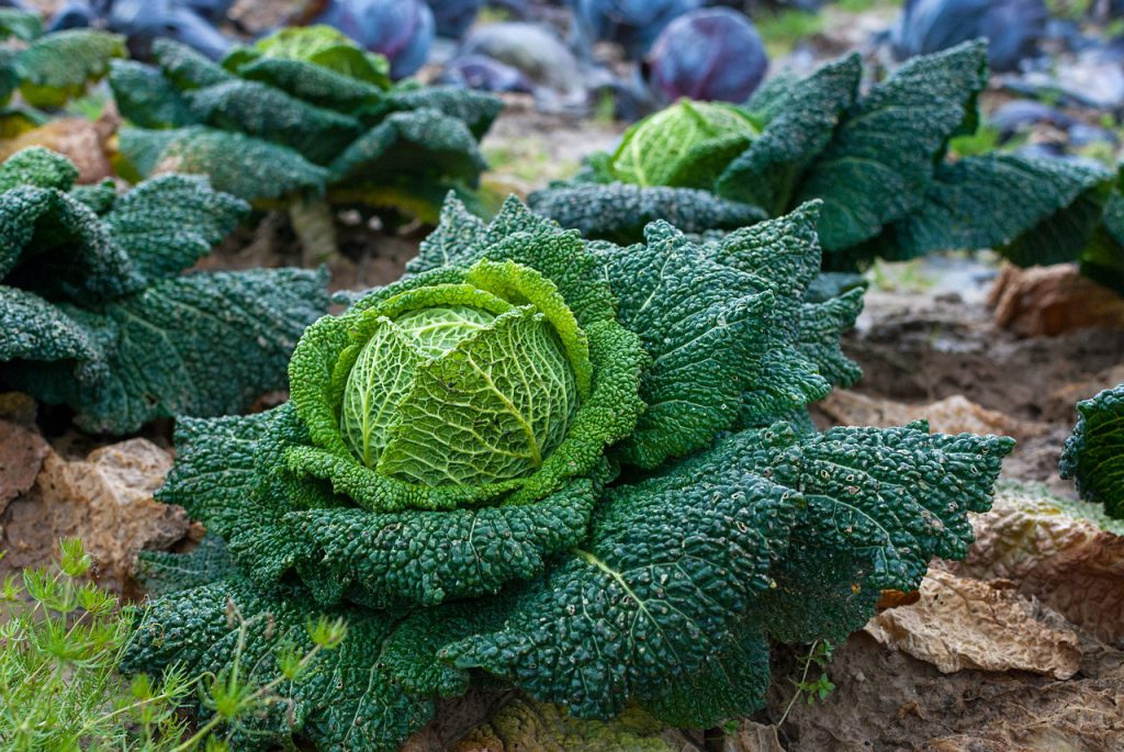 astuces pour lancer son potager