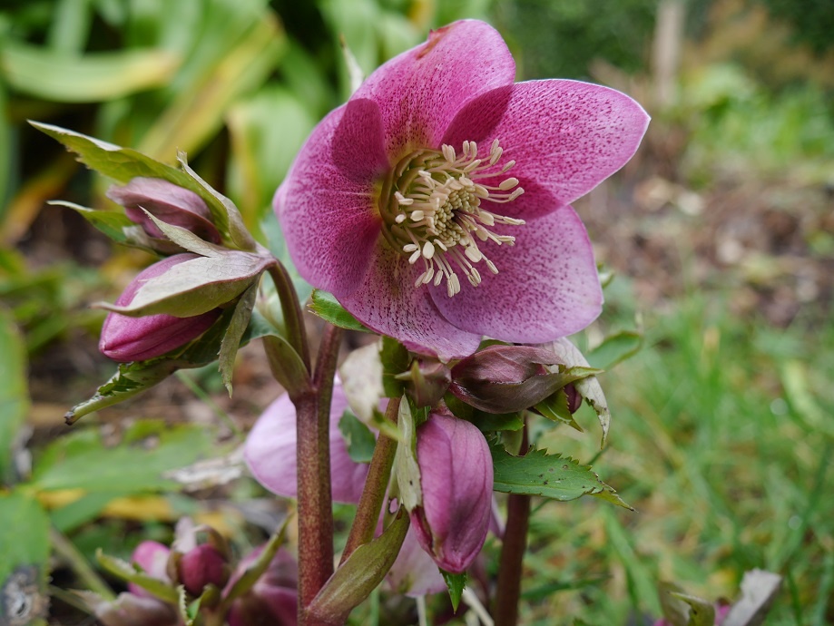 hellebore rose