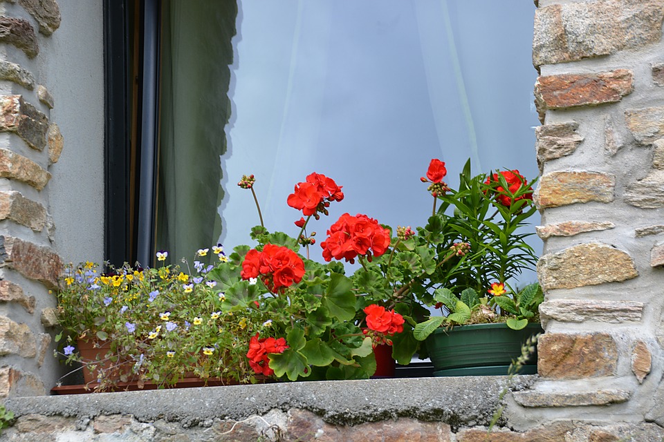 Fleurs sur un rebord de fenêtre