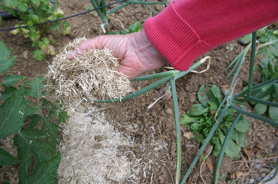 Paillage d'un potager