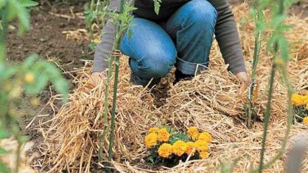 paillage-potager