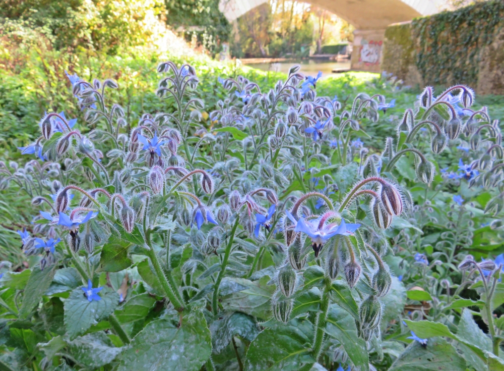 Bourrache officinale