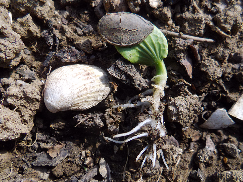 germination_graine