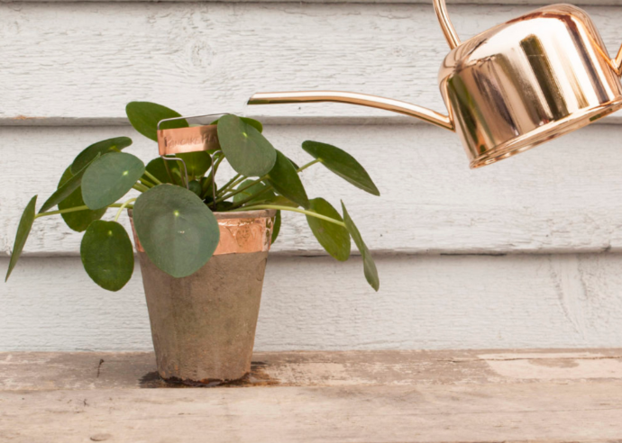 Ruban en cuivre anti-limace Ruban anti-limace