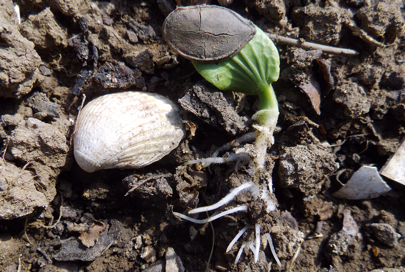 germination_graine
