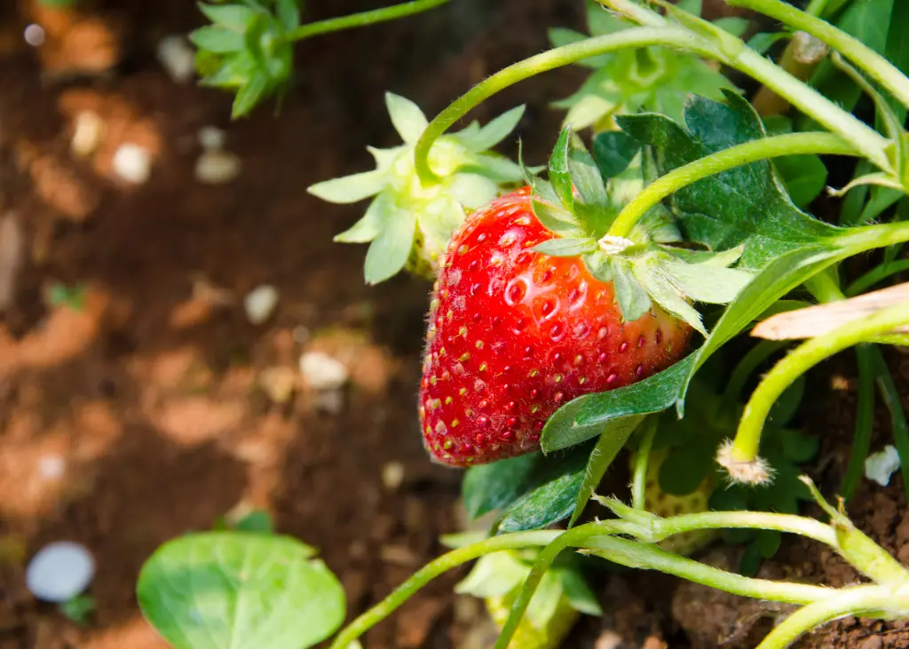 Fraises des quatre saisons