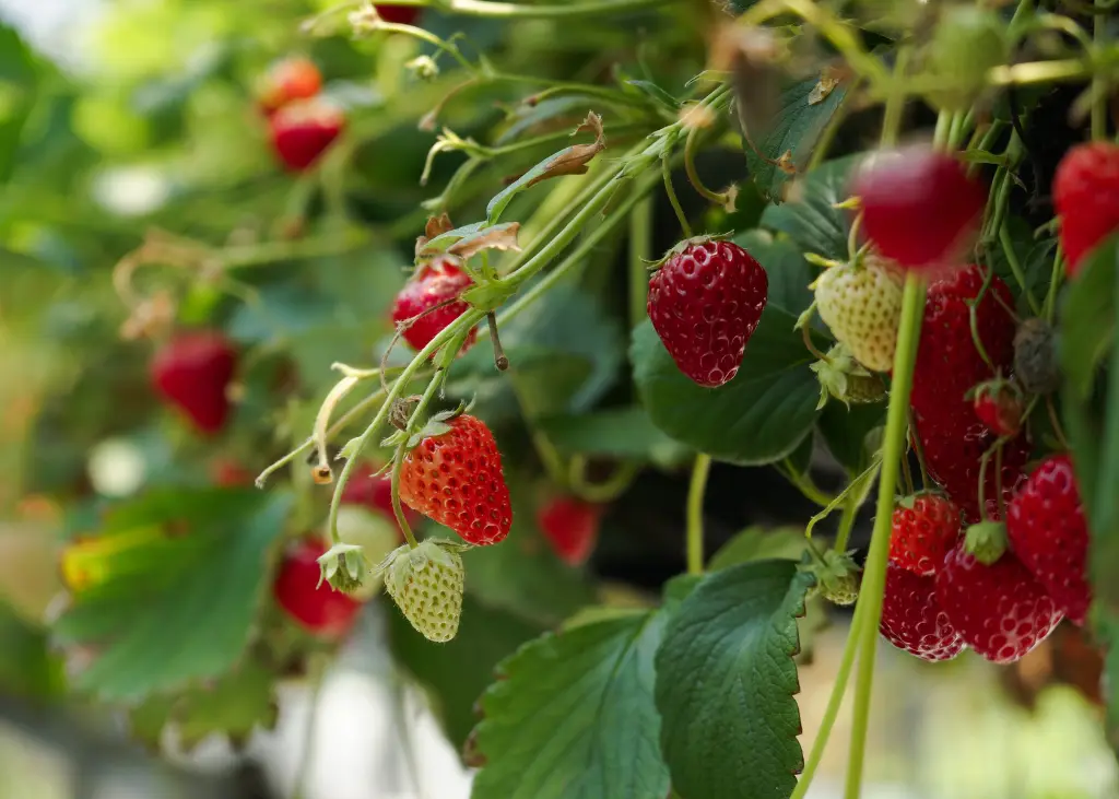 Fraisier des 4 saisons AB