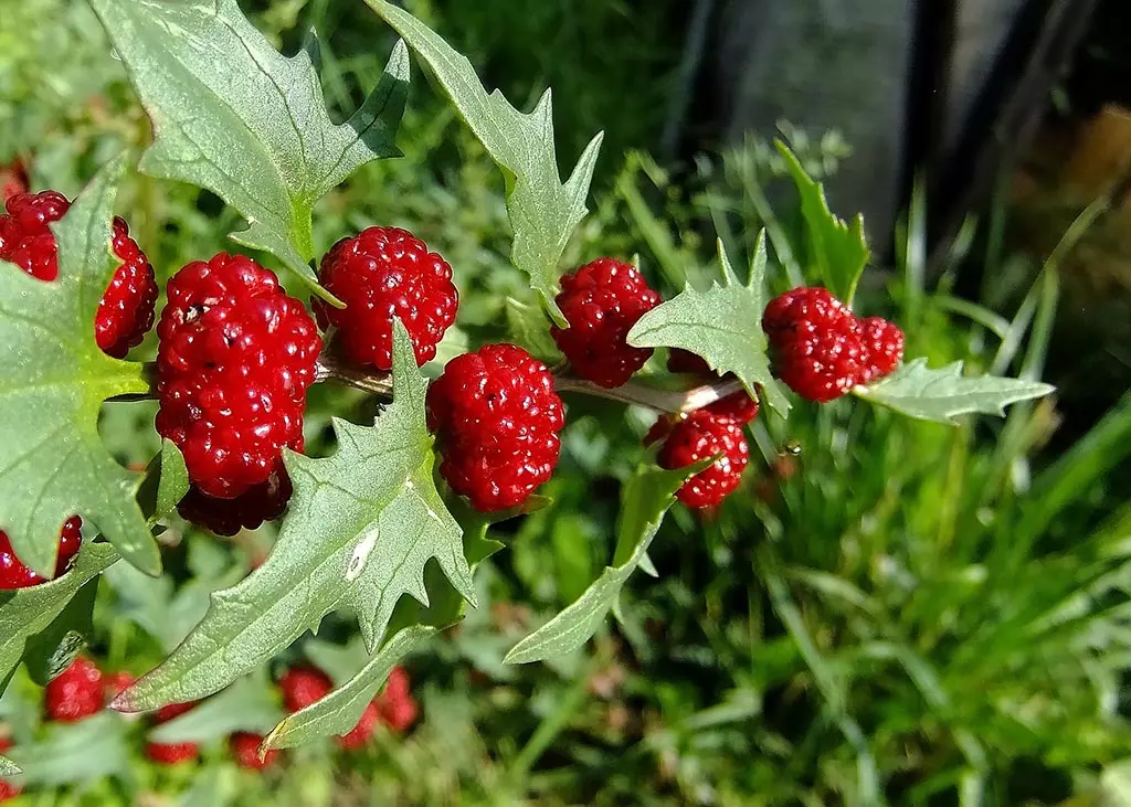 Épinard fraise DL