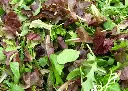 Mesclun crétois bio DL