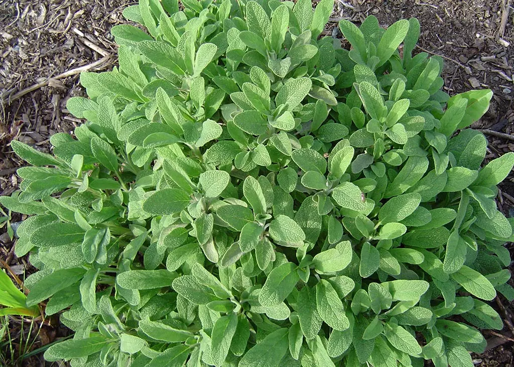 Sauge officinale  DL