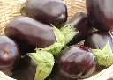 Aubergine de barbentane DL