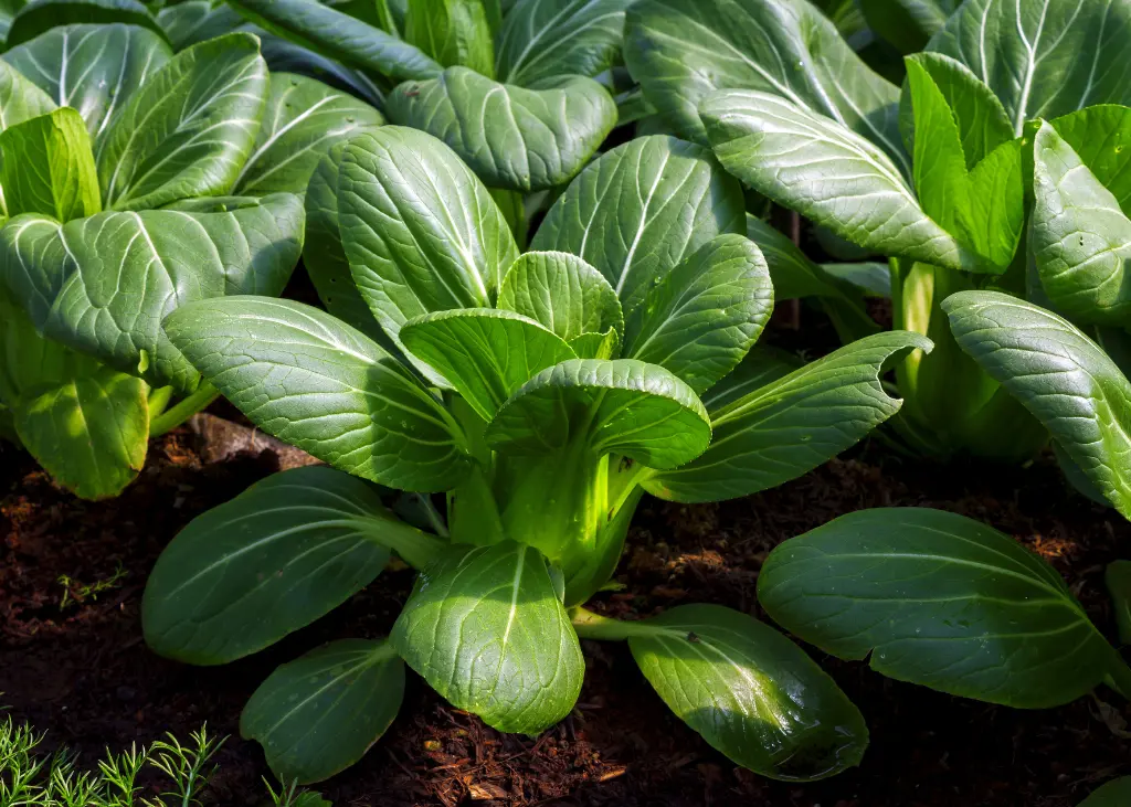 Chou Pak Choi Taisai