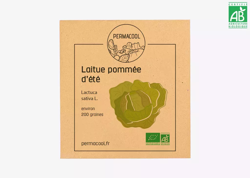 Laitue pommée été DL