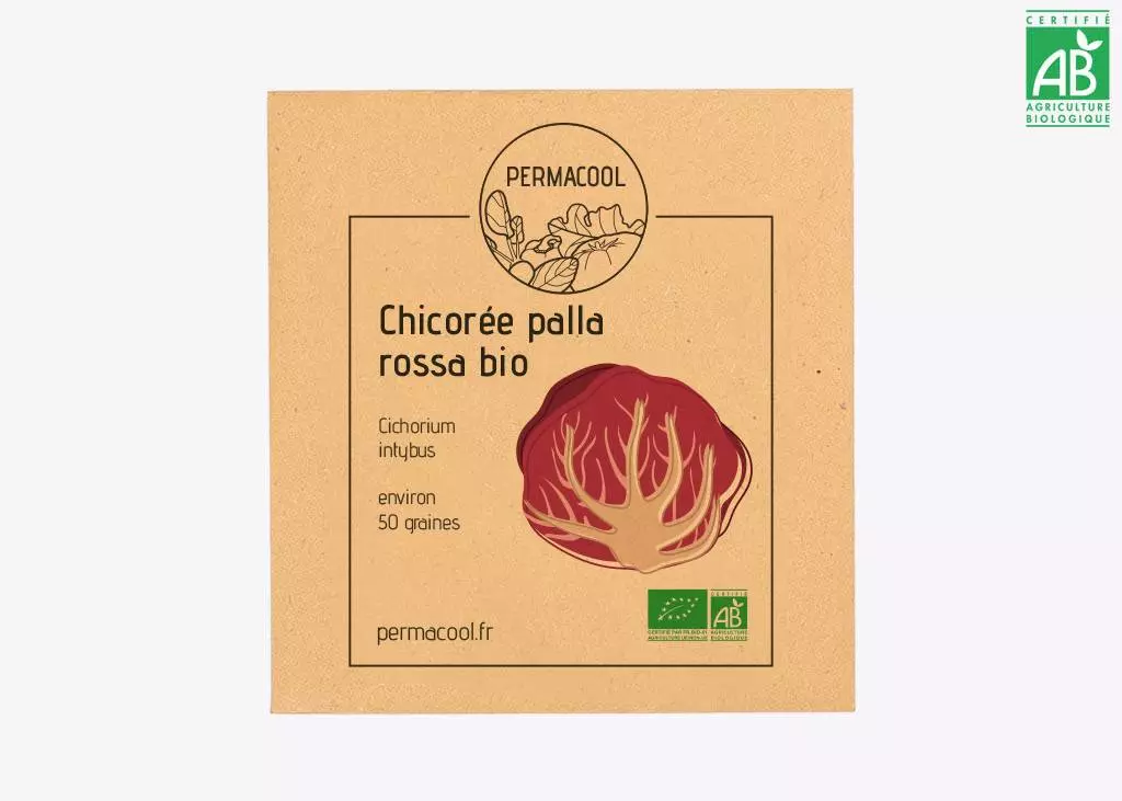 Chicorée palla rossa DL