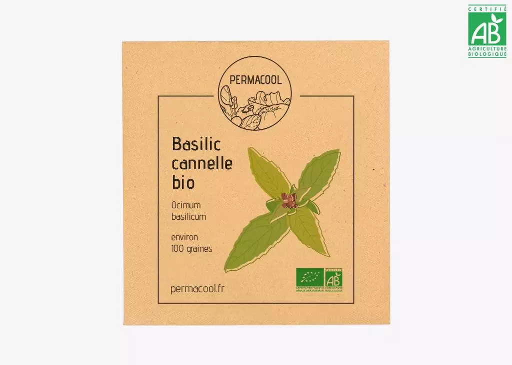 Basilic cannelle DL