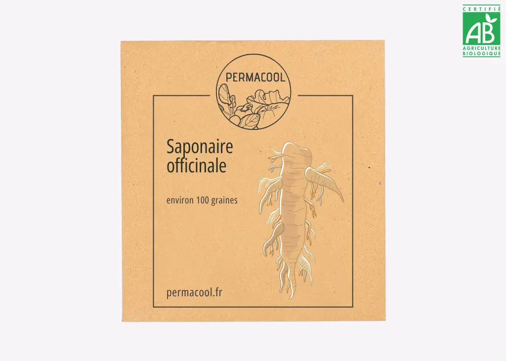 Saponaire officinale NT DL