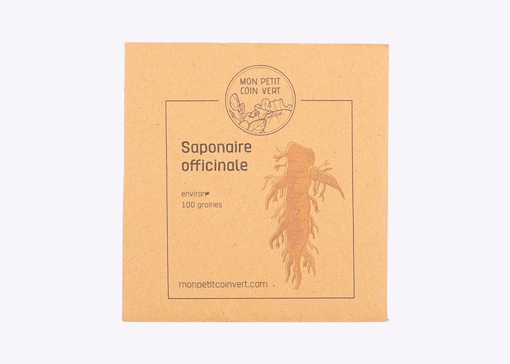 Saponaire officinale