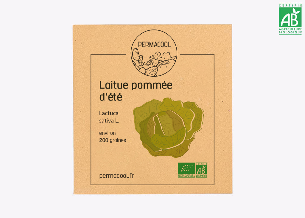 Laitue pommée été