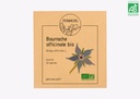 Bourrache officinale