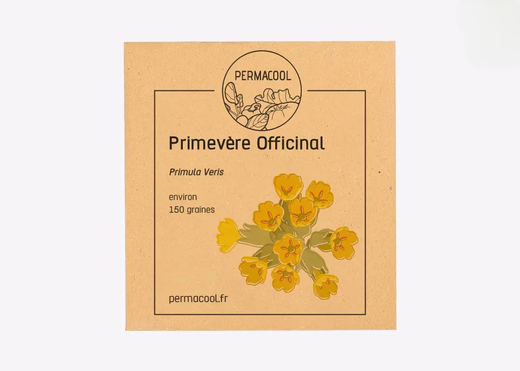 Primevère officinale NT