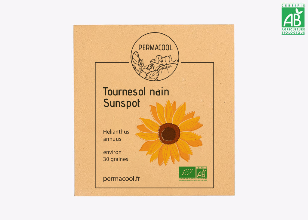 Tournesol nain