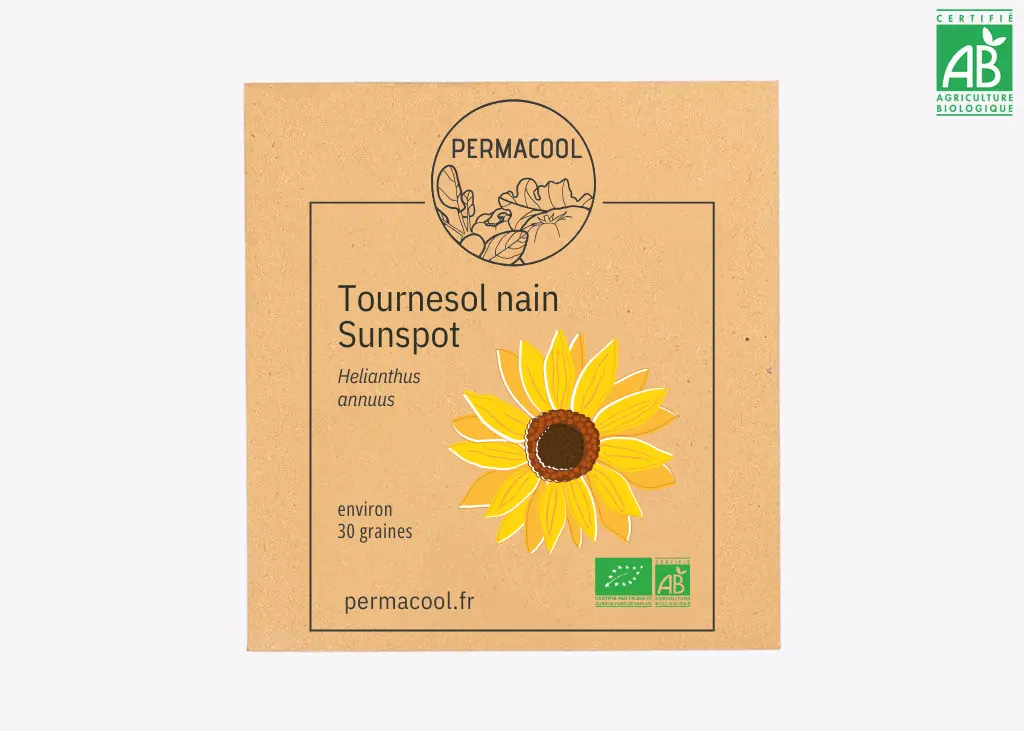 Tournesol nain