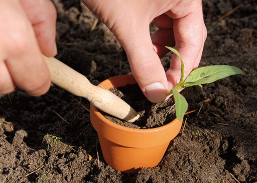 [PC-161] Plantoir en bois